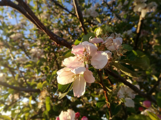Natural splendor up close. Red flowers. Apple tree in bloom. Flowering fruit tree. European agricultural industry of fruit. Contrasts of natural colors in rural area.