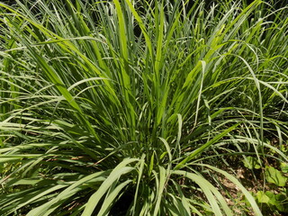 close up of lemongrass  in the darden
