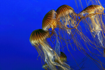 Closeup shot of s group of yellow and orange jellyfish swimming in the dark blue sea