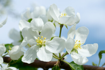 Naklejka na ściany i meble Spring flowers. White inflorescences of an apple tree close-up against a blue sky.