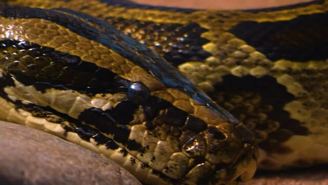 Close up of boa constrictor head slowly moving 