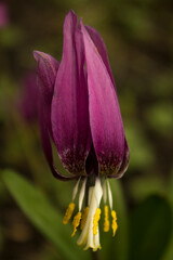 purple and yellow flower