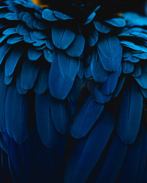 Closeup of an exotic Scarlet Macaw blue feathers