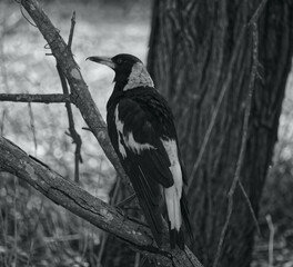 Australian wildlife bird magpie