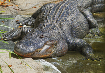 Australian wildlife crocodile 
