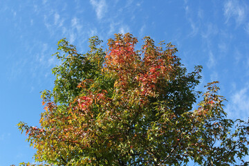 Fototapeta na wymiar 赤く染まり始めた木の葉と空