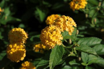 鮮やかなイエローのランタナの花びら