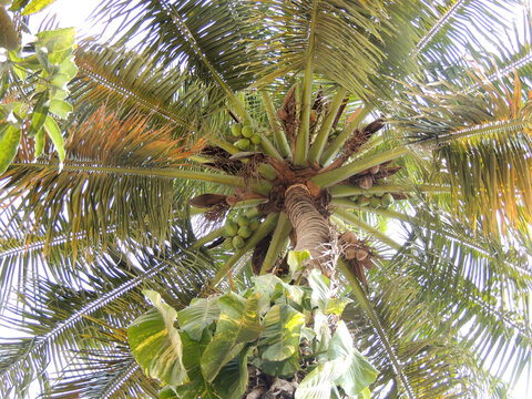 Coconut tree in the sun