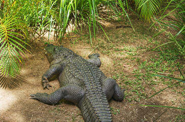 Australian wildlife crocodile 