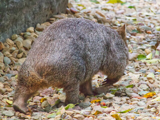 Australian wildlife wombat 