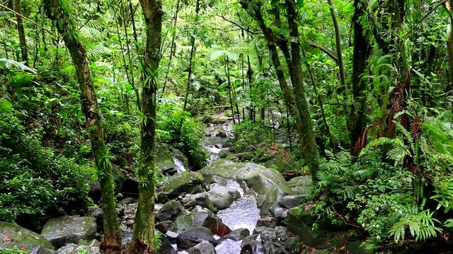 A lush jungle in El Yunque with a rippling creek.