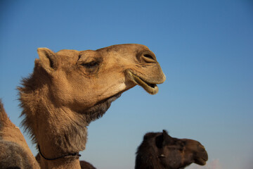 Side face of brown Camel
