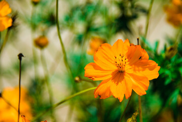 orange flower in the garden