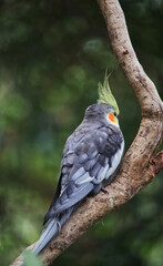 Australian wildlife bird cockatiel 