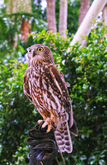 Australian wildlife barking owl
