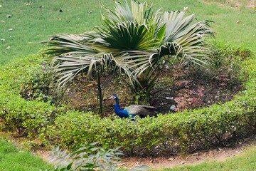 Peacock in the center of the palm plant arrangement