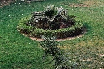 Palm plant in the centre of the garden