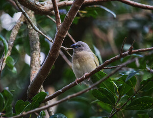 Australian wildlife small grey bird