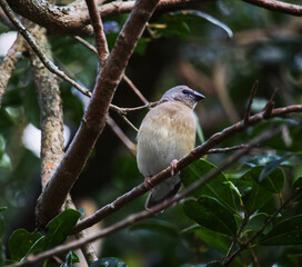 Australian wildlife bird small grey bird