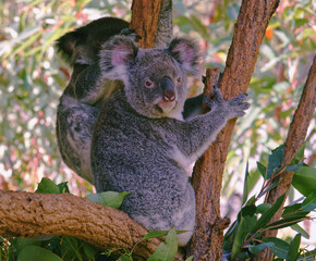 Australian wildlife koala bears in tree 