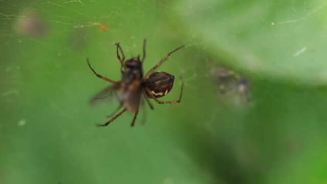 Cought in the spider's trap