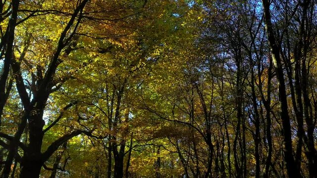  fitto bosco di aceri nella stagione autunnale