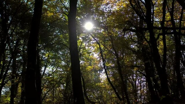 alberi di acero controluce in un fitto bosco