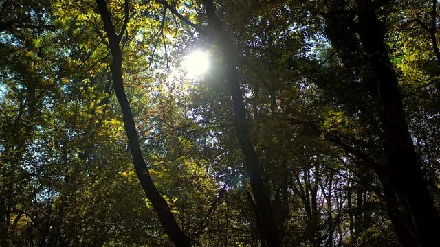 alberi di acero controluce in un fitto bosco