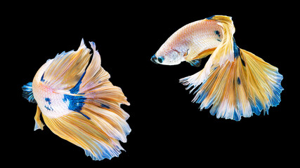 The movement two white, yellow, blue halfmoon betta splendens fighting fish on isolated black background with clipping part. The moving moment beautiful of white Siamese betta fish with copy space.