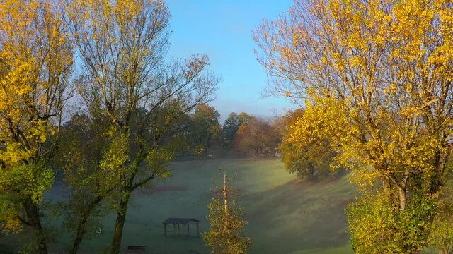 alberi di betulle sul campo verde nella soleggiata mattina d'autunno. Paesaggio autunnale.
