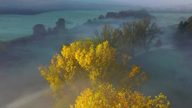 primo piano di albero in una mattina di autunno con fitta nebbia