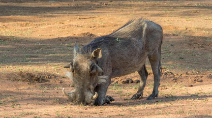 A common warthog feeding on its knees in the African bush