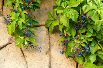 Wild blue grapes on old stone wall background