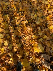 autumn leaves on the ground