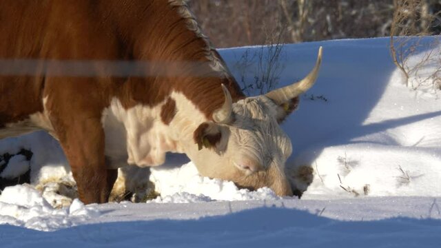White and brown Ayrshire cow searching for grass to graze in between snow, on frozen ground - Close up long shot