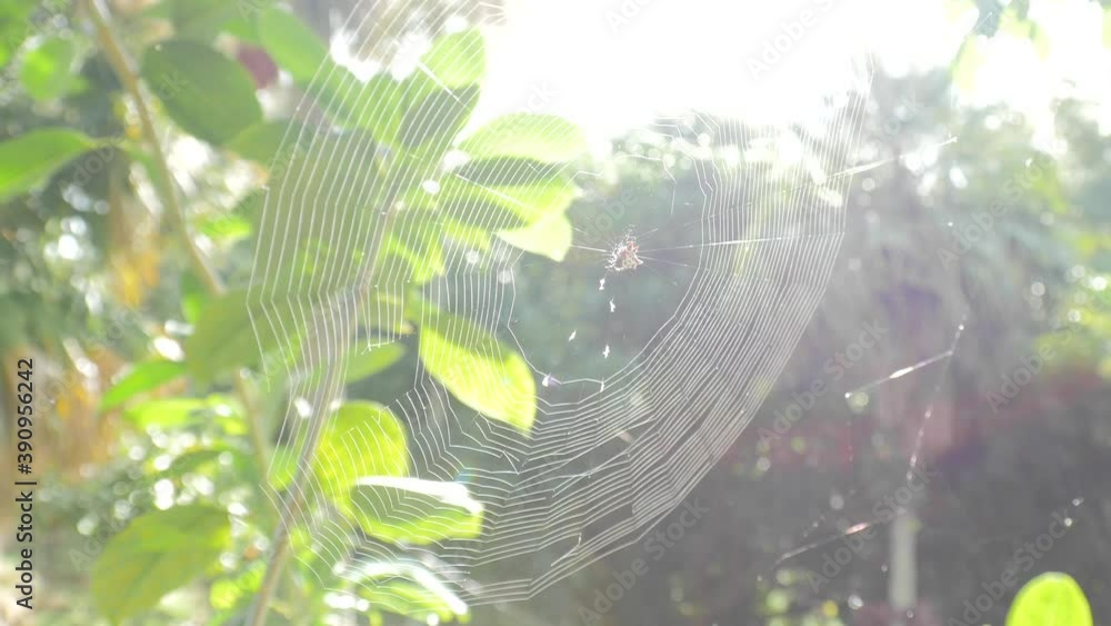 Poster spider web in a shallow depth of field with nice lens flare, taken with canon 5d mk iii in maui hawa