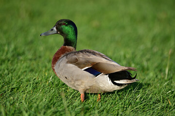 Naklejka na ściany i meble Mallard duck in the park in auckland 
