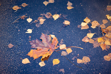 Bright autumn leaves of maple and birch on the background of wet asphalt. Fall season background concept.