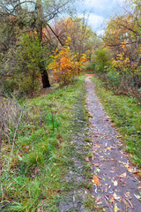 Fototapeta na wymiar A dirt path passes through the autumn grove.