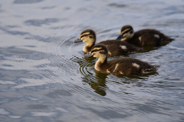 Mallard duck in the park in auckland 