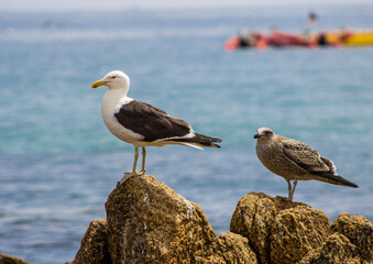 Gaviotas en la playa