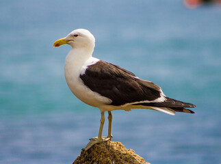 Gaviotas en la playa