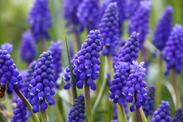 Muscari plentifully blossom original inflorescences with small blue flowers.