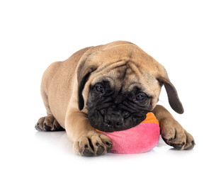 puppy bullmastiff in studio
