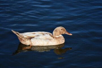 Beautiful unique duck in the park in Auckland 