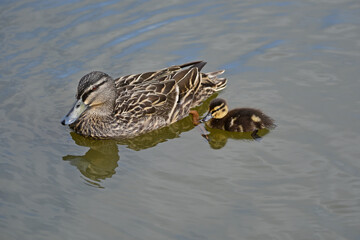 Mallard duck in the park in auckland 