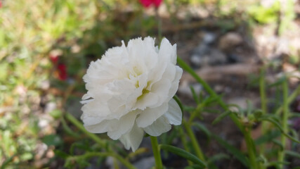 Pear flower Scientific name: Portulaca grandiflora Hook.f Native name: Paradise red pear flower is a ground cover flower with many colors such as pink, red, yellow, purple or white. The face is clear 