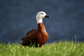 Native duck of New Zealand paradise shelduck