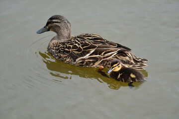 Mallard duck in the park in auckland 