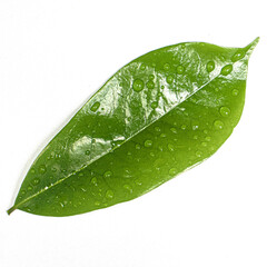 Fototapeta na wymiar green leaf with water drops on isolated white